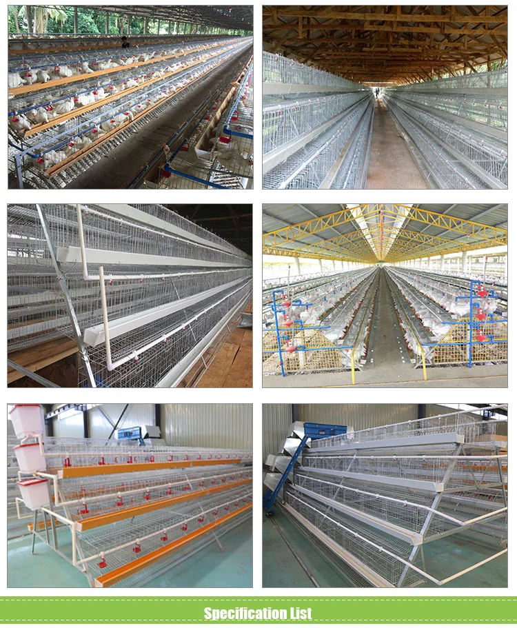 A Type Cage Stand Q235 Steel Wire Mesh Chicken Layer Cage